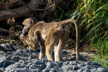 Obraz premium Babouin chacma, Papio ursinus , chacma baboon, Parc national Kruger, Afrique du Sud