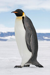 Obraz premium Emperor Penguin, Aptenodytes forsteri