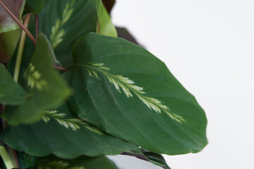 Close up of the leafs of a calathea maui queen house plant.