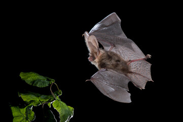 Gewone Grootoorvleermuis, Brown Long-eared Bat, Plecotus auritus