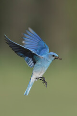 Mountain Bluebird, Sialia currucoides