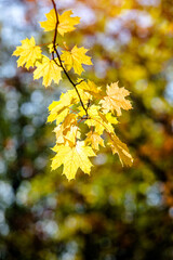 Autumn background-yellow maple leaves in the city Park
