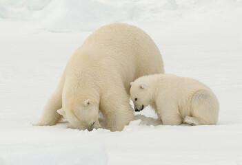 Polar bear, Ursus maritimus