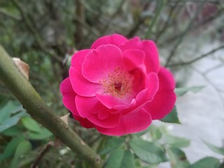 Obraz premium pink and white rose