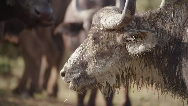 Buffalo post Mudbath