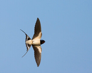 Barn Swallow, Hirundo rustica