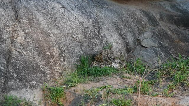 Leopard Cubs at Play