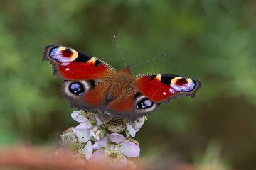 Fototapeta na wymiar peacock butterfly on a white flower 
