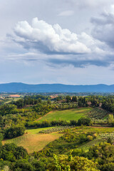 Fototapeta na wymiar Hügelige Landschaft mit Zypresse und Wein in der Toskana, Italien