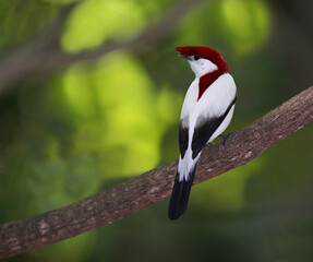 Araripe Manakin, Antilophia bokermanni