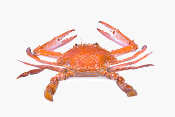 Cooked blue swimmer crab or Sand crab isolated on white background.