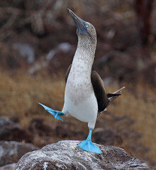 Blue-footed Booby, Sula nebouxii