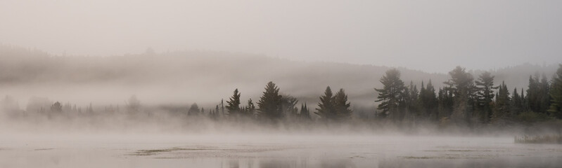 misty morning forest scene Algonquin Park
