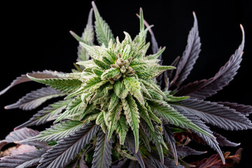 bud cannabis dispensary weed marijuana plant - obrazy, fototapety, plakaty