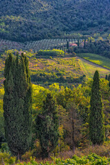 Hügelige Landschaft mit Zypresse und Wein in der Toskana, Italien