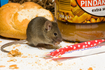 House Mouse, Mus musculus