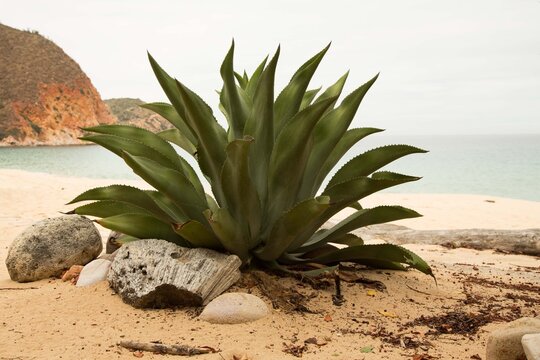 tropical tree on the beach