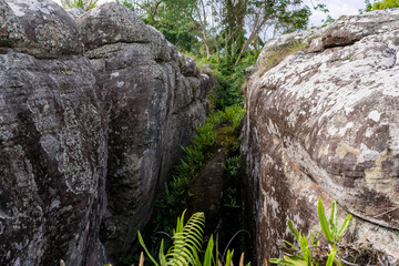 A photo of a large rock furrow in the forest