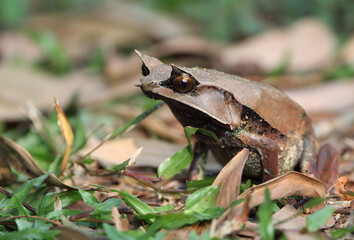Long-nosed horned Frog, Megophrys nasuta
