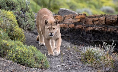 Fototapeten Cougar, Puma concolor concolor © AGAMI