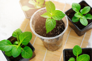 Seedlings of young green pepper close-up. Small green sprouts in containers.
