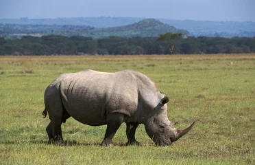 Foto op Plexiglas Northern White Rhinoceros, Ceratotherium simum cottoni © AGAMI