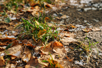 First snow on yellow foliage