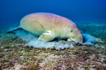 Dugong, Dugong dugon