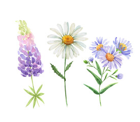 set of watercolor garden white and lilac flowers chamomile, lupine. hand painted on white background close up