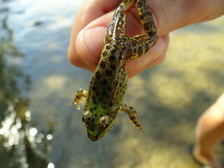 A green frog with brown spots on its back is jumping from a male hand on the background of the lake.