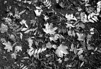 Dry fallen leaves on ground. Black and white