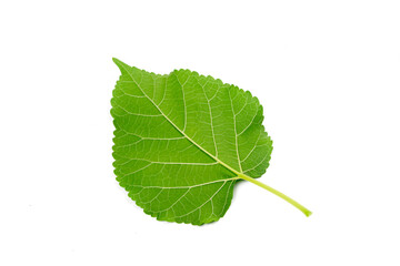 Back side mulberry leaf isolated on white background.