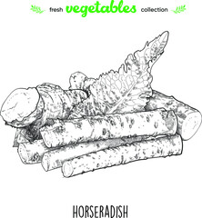 Horseradish. Detailed line art. Freehand drawing. Vector vegetables. Collection of fresh vegetables.