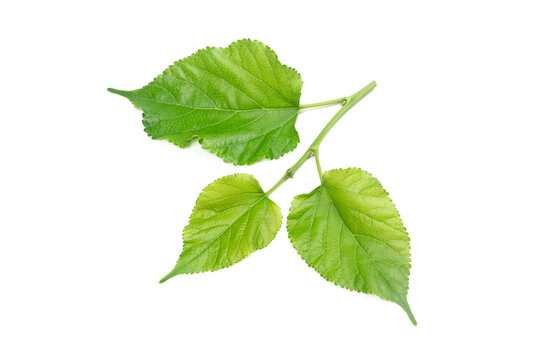 Mulberry Branches with leaf isolated on white background.