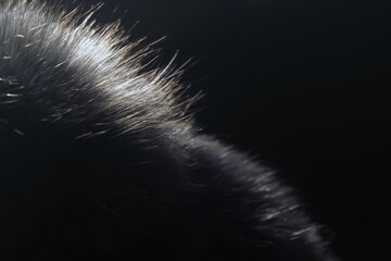 Black sable fur in sunlight, macro, copy space. Black fur on a black background