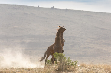 Wild Horse Stallions Fighting in the Utah Desert