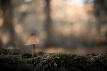 Mushroom stands in the forest
