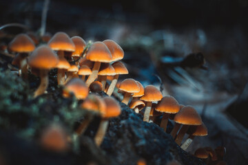 Mushroom stands in the forest