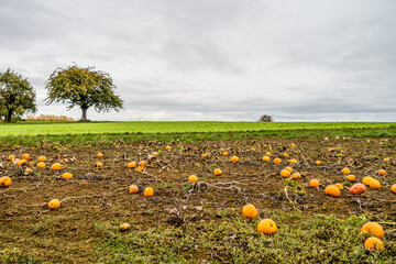 Reife Speisek&uuml;rbisse auf einem Feld im Herbst