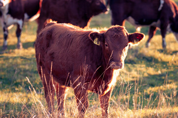Cows in the pasture