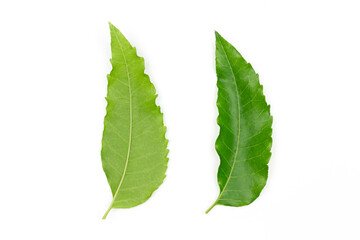 Medicinal neem leaf front and back isolated on white background. Green leaf in South East Asia. Azadirachta indica var. siamensis valeton. Neem leaves are food and herbal medicine.