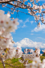 雁堤の桜と富士山