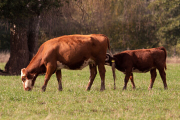 Naklejka na ściany i meble Cows in the pasture