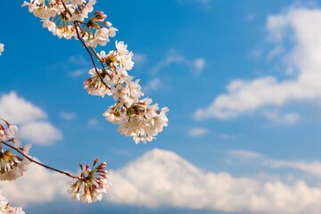 雁堤の桜と富士山