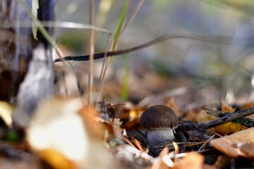 A small sturdy mushroom boletus, closeup in the woods.