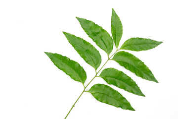 Medicinal neem leaf isolated on white background. Green leaf in South East Asia. Azadirachta indica var. siamensis valeton. Neem leaves are food and herbal medicine.