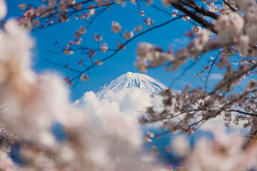 雁堤の桜と富士山