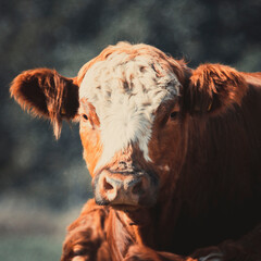 Cows in the pasture