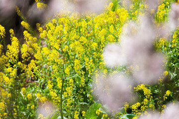 サクラと菜の花