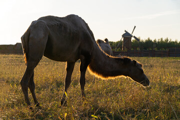 Fototapeta premium backlit camel against the background of the mill